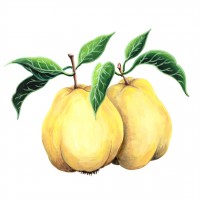 img/442cotogne2.jpg?20250509221655