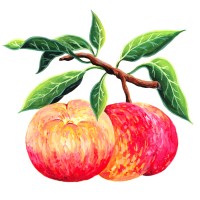 img/482pesche2.jpg?20250509221653