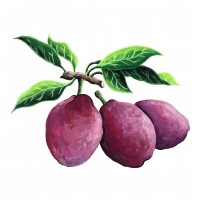 img/492prugne2.jpg?20250509221652