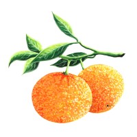 img/512mandarini2.jpg?20250509221652